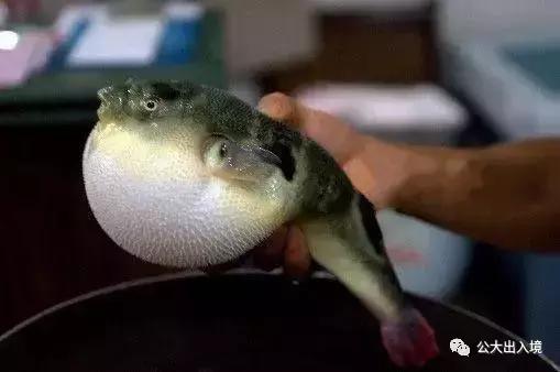 禁止出入境携带的中药材有哪些,各国出入境外币携带规定