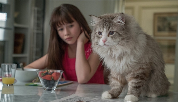 十部顶级喵星人动画片,猫咪动画片视频大全