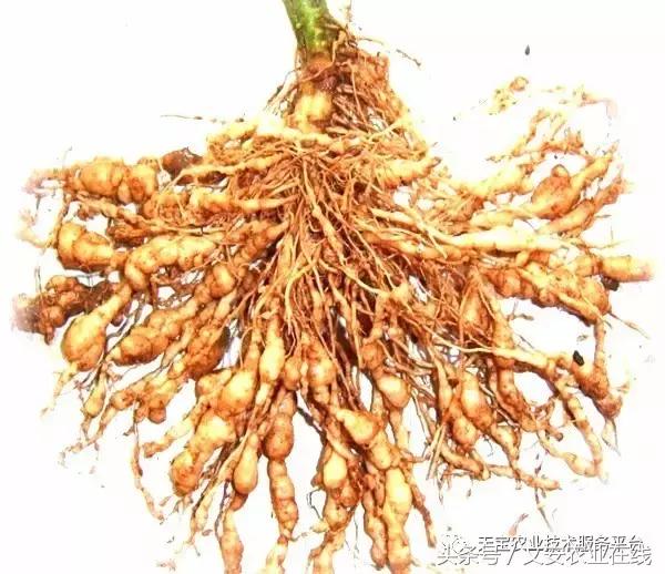 最新防治植物根结线虫药物,防治根结线虫病要用什么杀虫剂