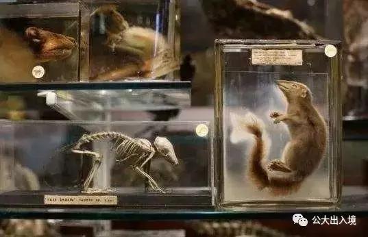 禁止出入境携带的中药材有哪些,各国出入境外币携带规定