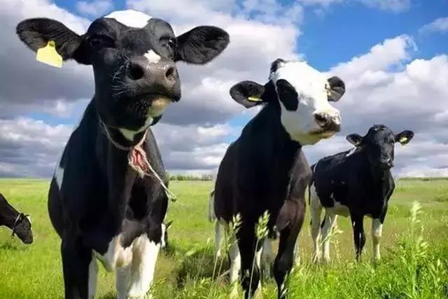 迈高股份收购事件,迈高奶粉最新事件遭曝光