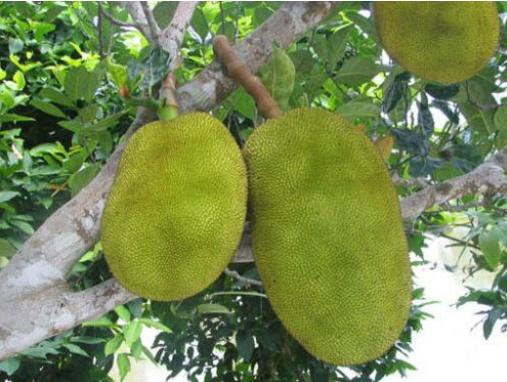 这6种进口水果，卖得一个比一个贵，普通人都快吃不起了！