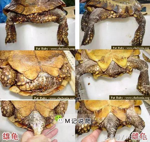 凹甲陆龟的优缺点,凹甲陆龟可以养吗