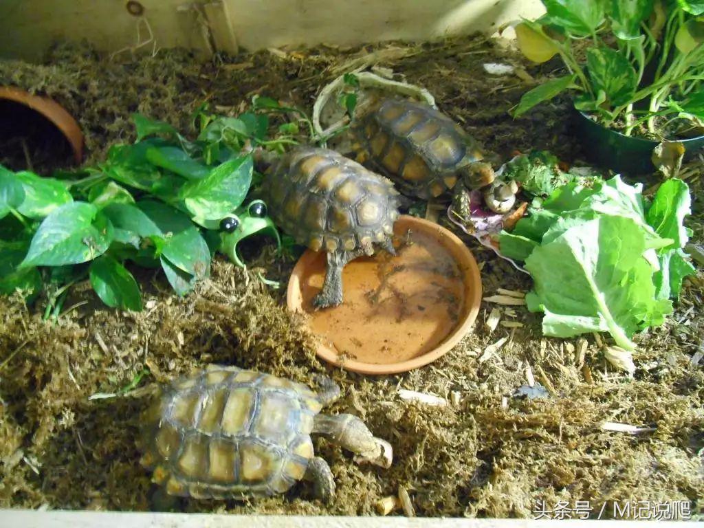 凹甲陆龟的优缺点,凹甲陆龟可以养吗