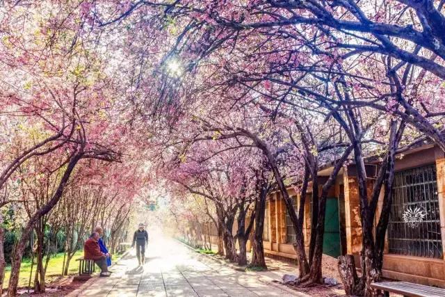 去武汉的机票白菜价,武汉飞哪里机票便宜十二月