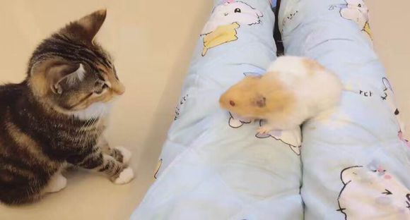 仓鼠在笼子里离奇失踪怎么办,仓鼠被咬死罪魁祸首