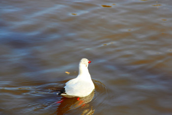 云南丽江香格里拉大理六日游,云南丽江大理香格里拉六日游