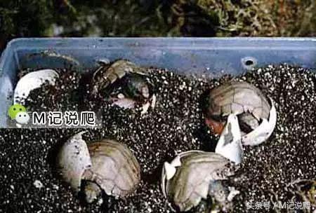 凹甲陆龟的优缺点,凹甲陆龟可以养吗