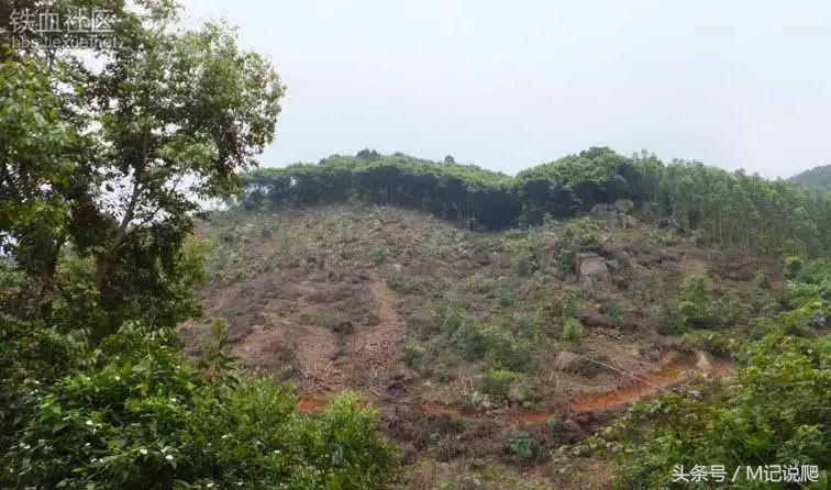 凹甲陆龟的优缺点,凹甲陆龟可以养吗