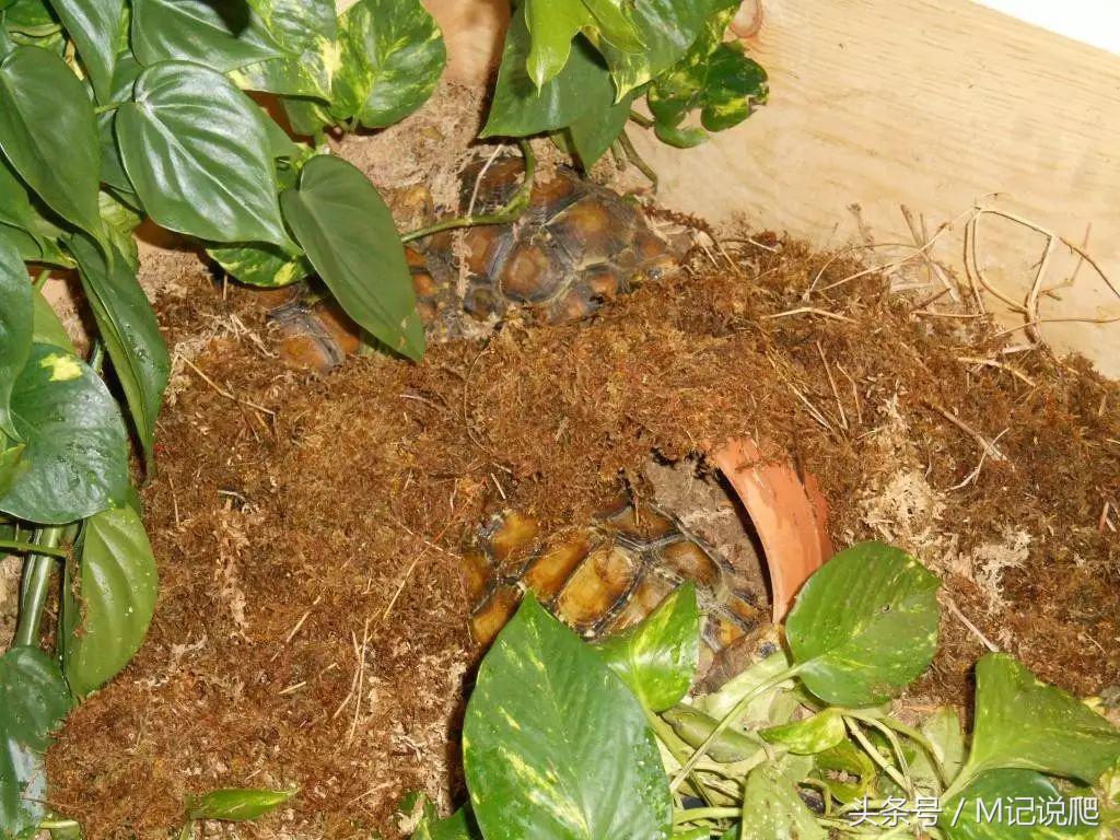 凹甲陆龟的优缺点,凹甲陆龟可以养吗