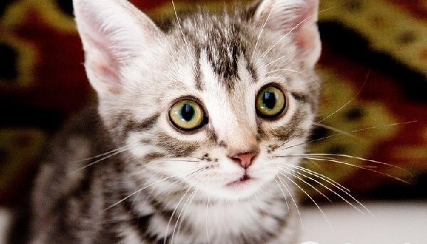 十部顶级喵星人动画片,猫咪动画片视频大全