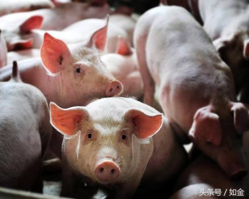 猪为什么能生那么多崽,猪怎么生崽