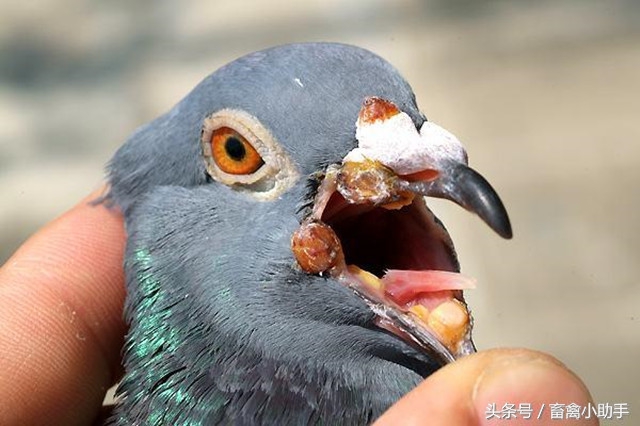 鸽舍爆发鸽痘怎么办,鸽子生鸽豆是不是没得救了