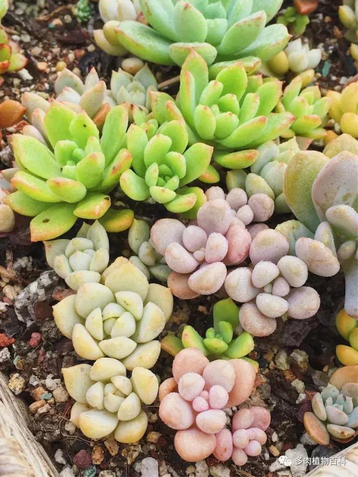 多肉吸收露水会长得更好吗,露养多肉有露水怎么办
