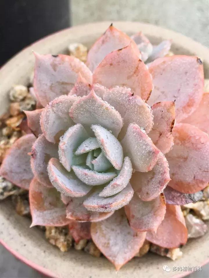 多肉吸收露水会长得更好吗,露养多肉有露水怎么办