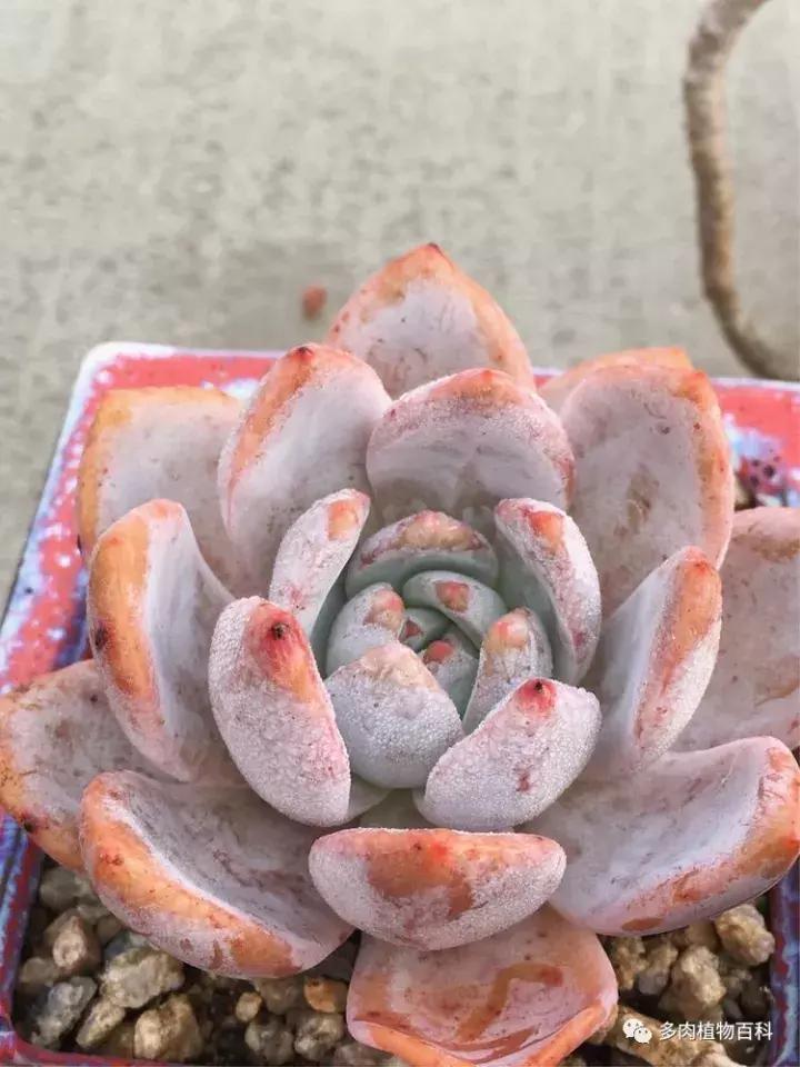 多肉吸收露水会长得更好吗,露养多肉有露水怎么办