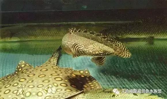 风水鱼缸要圆的还是方的,风水鱼缸怎样看水流方向