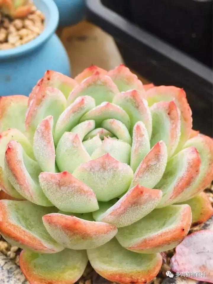 多肉吸收露水会长得更好吗,露养多肉有露水怎么办