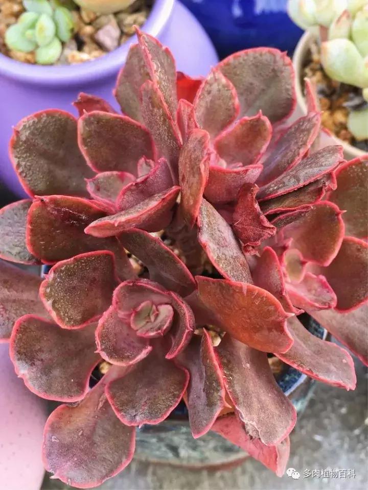 多肉吸收露水会长得更好吗,露养多肉有露水怎么办