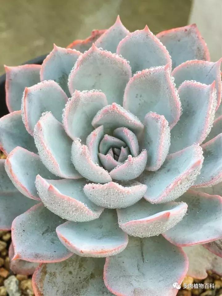 多肉吸收露水会长得更好吗,露养多肉有露水怎么办