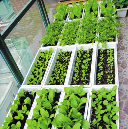 阳台种菜的步骤和方法,阳台种菜的方法全过程