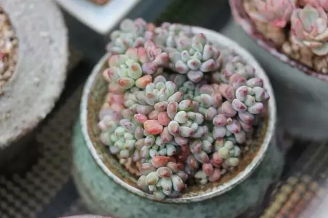 迷人的多肉阳台,韩国主妇阳台