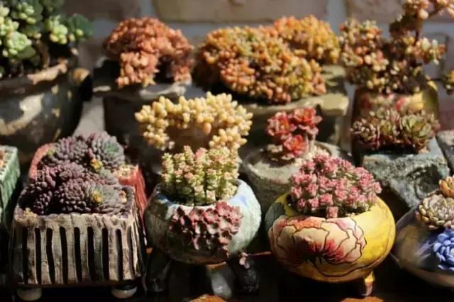 迷人的多肉阳台,韩国主妇阳台