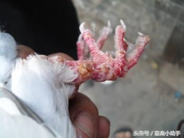 鸽舍爆发鸽痘怎么办,鸽子生鸽豆是不是没得救了