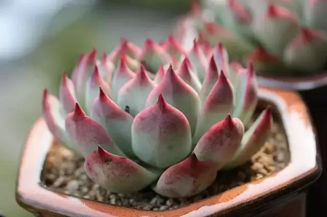 迷人的多肉阳台,韩国主妇阳台