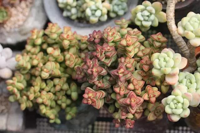 迷人的多肉阳台,韩国主妇阳台