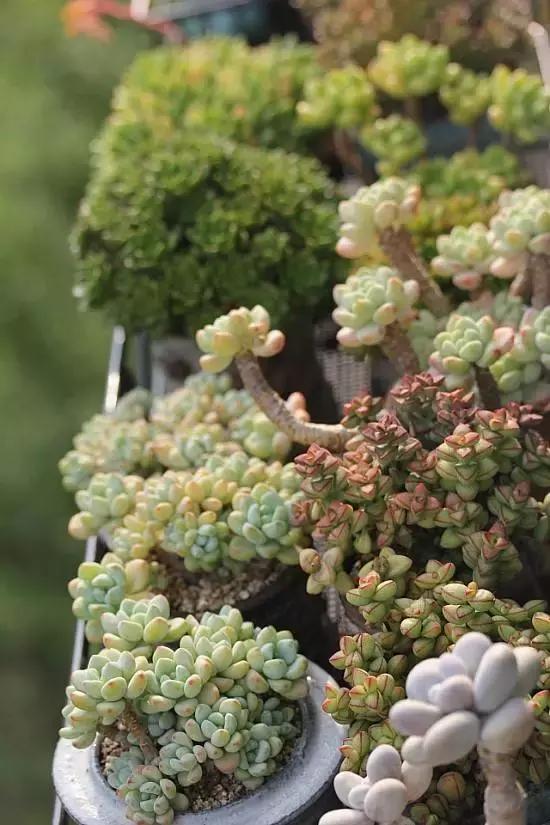 迷人的多肉阳台,韩国主妇阳台