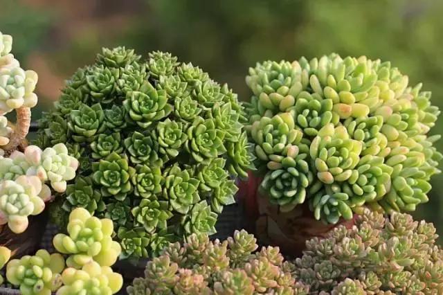 迷人的多肉阳台,韩国主妇阳台