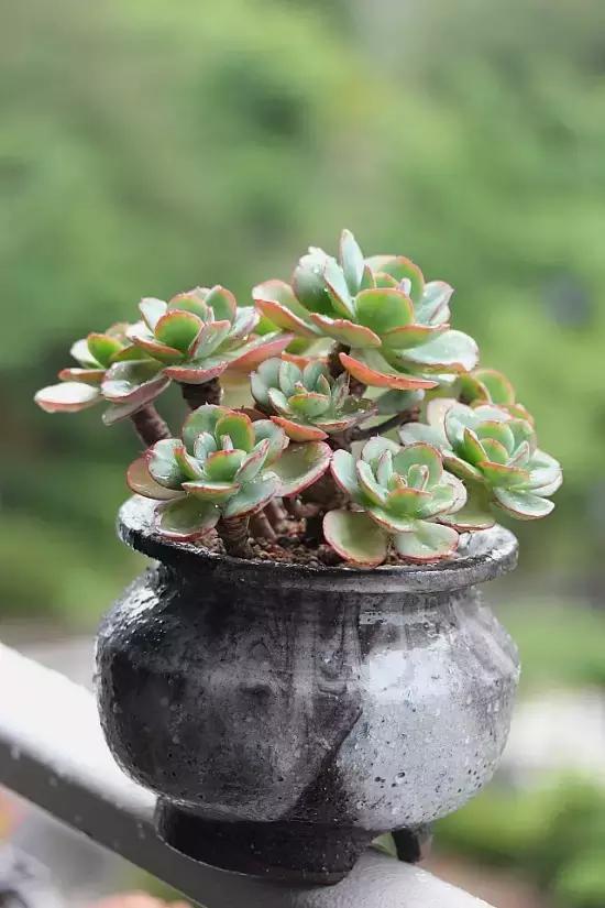 迷人的多肉阳台,韩国主妇阳台