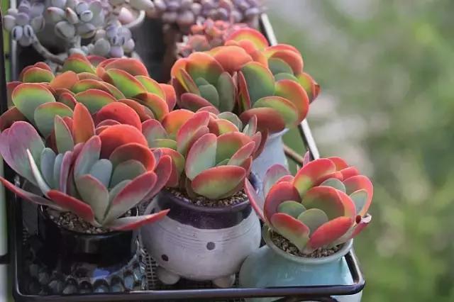 迷人的多肉阳台,韩国主妇阳台