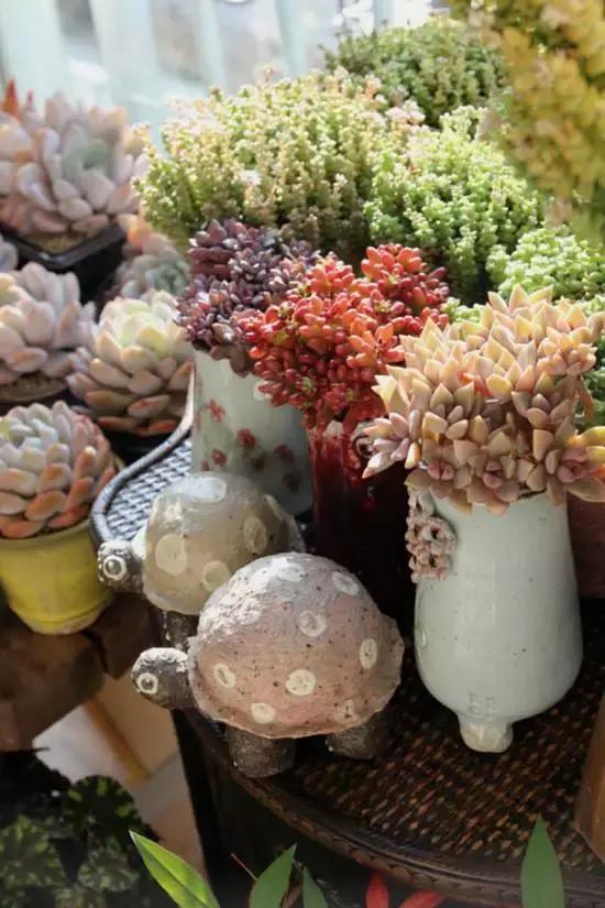 迷人的多肉阳台,韩国主妇阳台