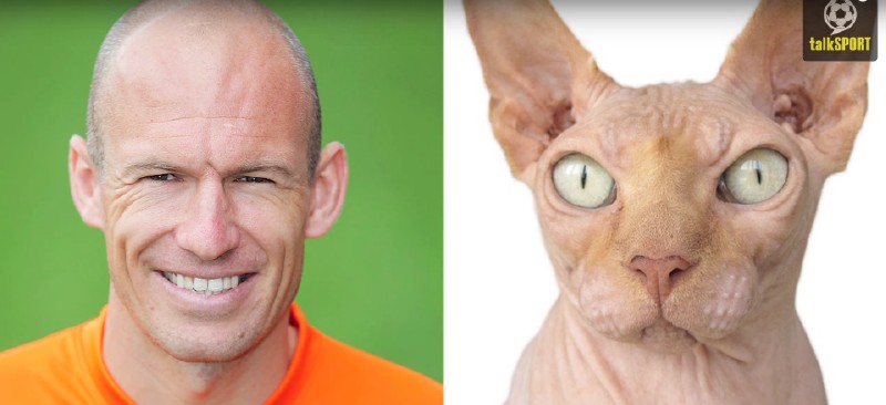 太像了！太像了！你喜欢的足球运动员像什么动物？