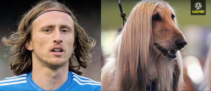 太像了！太像了！你喜欢的足球运动员像什么动物？