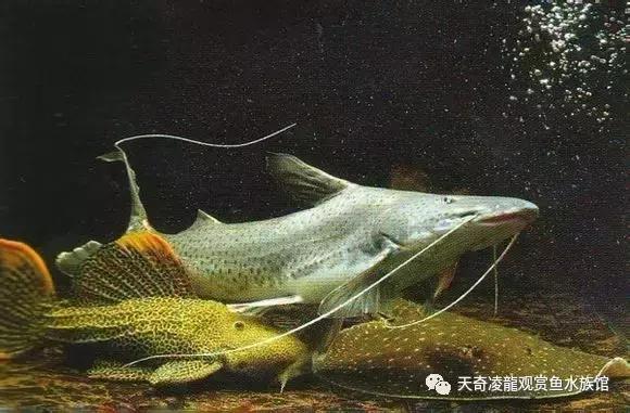 风水鱼缸要圆的还是方的,风水鱼缸怎样看水流方向