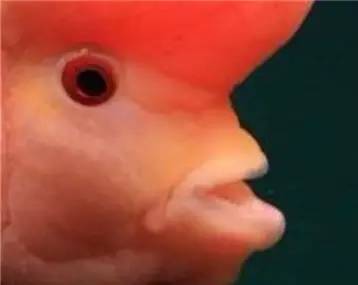 罗汉鱼知识,罗汉鱼的正确分析