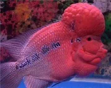 罗汉鱼知识,罗汉鱼的正确分析