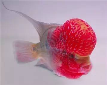 罗汉鱼知识,罗汉鱼的正确分析