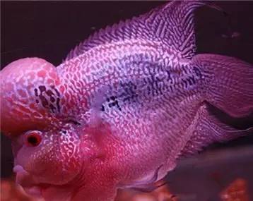 罗汉鱼知识,罗汉鱼的正确分析