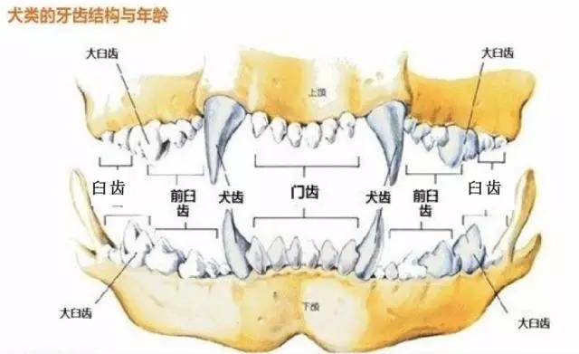祸黑犬缘为哪般，察端倪智用乳齿