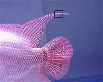 罗汉鱼知识,罗汉鱼的正确分析