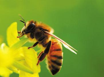 舌尖上的甜蜜探馆,舌尖上的甜蜜