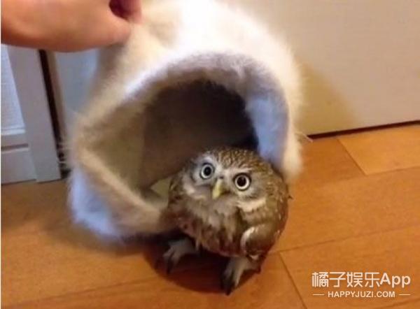 猫头鹰涂涂说自己是会飞的猫,宠物猫头鹰可以养吗犯法吗