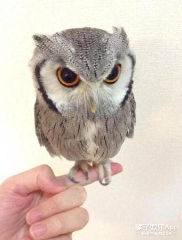 猫头鹰涂涂说自己是会飞的猫,宠物猫头鹰可以养吗犯法吗