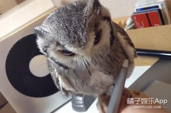 猫头鹰涂涂说自己是会飞的猫,宠物猫头鹰可以养吗犯法吗