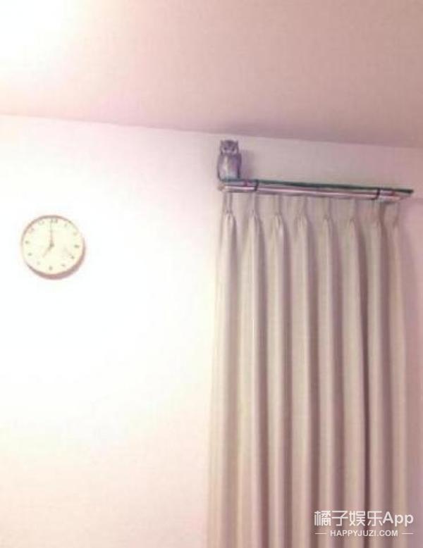 猫头鹰涂涂说自己是会飞的猫,宠物猫头鹰可以养吗犯法吗