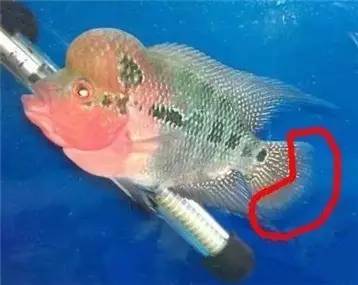 罗汉鱼知识,罗汉鱼的正确分析